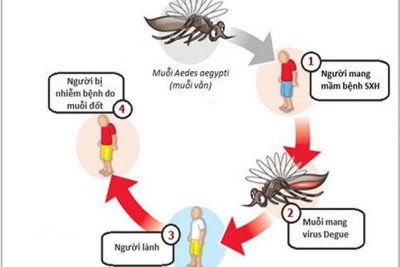 Trường Tiểu học Chu Văn An với mục tiêu“ Không có lăng quăng, không có muỗi vằn, không có sốt xuất huyết”