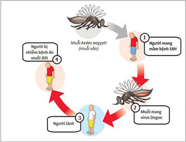 Trường Tiểu học Chu Văn An với mục tiêu“ Không có lăng quăng, không có muỗi vằn, không có sốt xuất huyết”